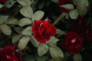 cura delle rose