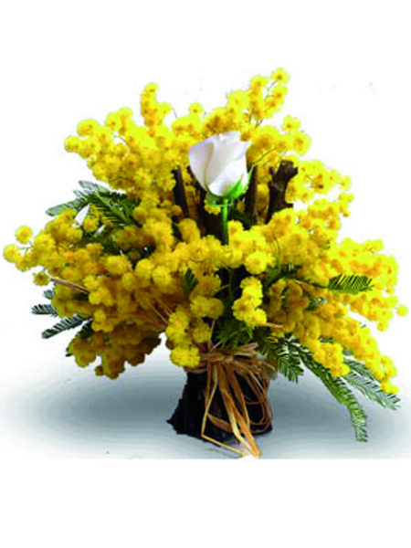 Mimosa con una rosa bianca