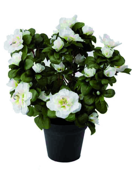 Pianta azalea bianca