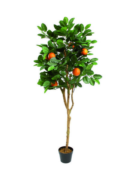 Pianta di Arancio