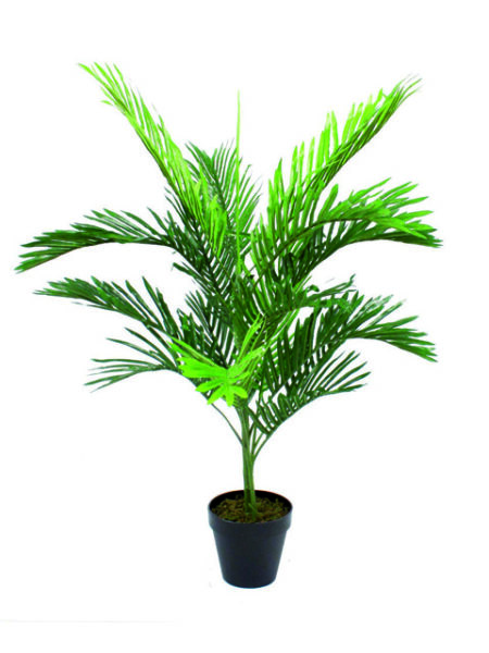 Pianta di palm