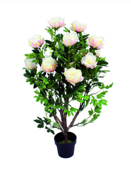 Pianta di Peonia chiara