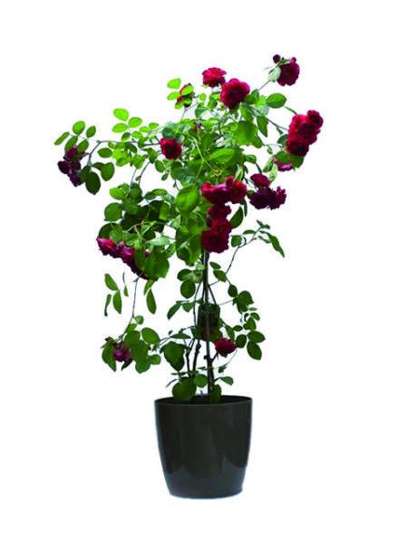 Pianta di rose rosse