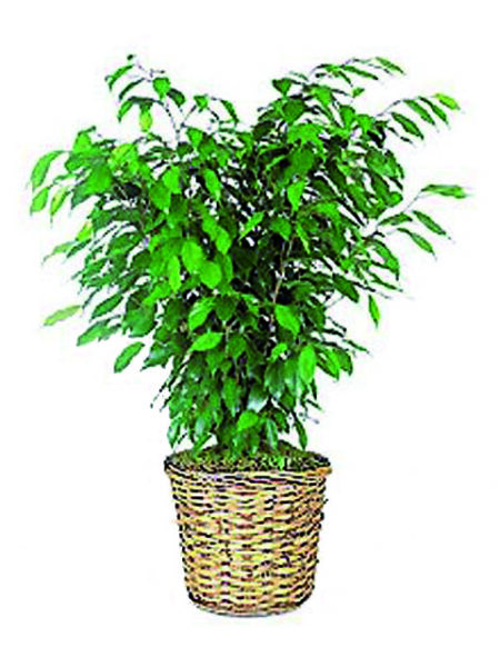Pianta FicusBush