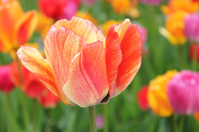 tulipano e significato dei suoi colori