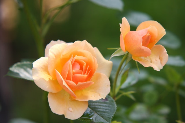 significato dei fiori da regalare