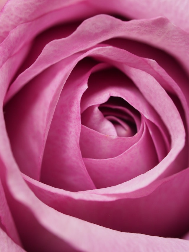 come coltivare le rose