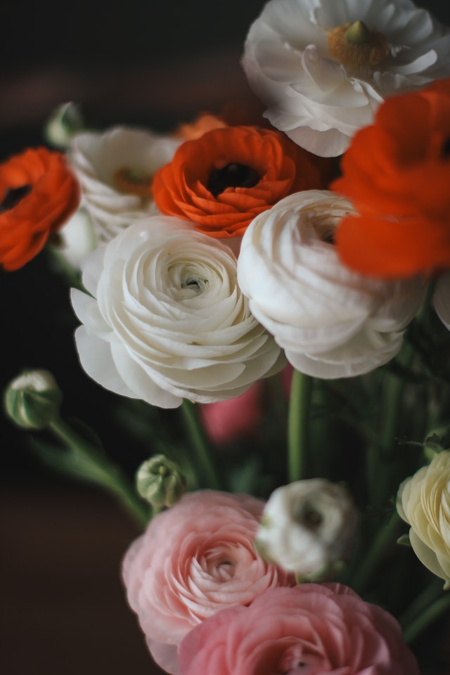 il colore delle rose e il loro significato