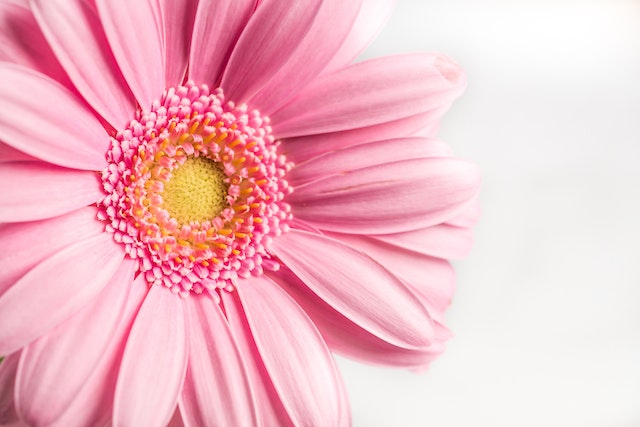 la gerbera recisa