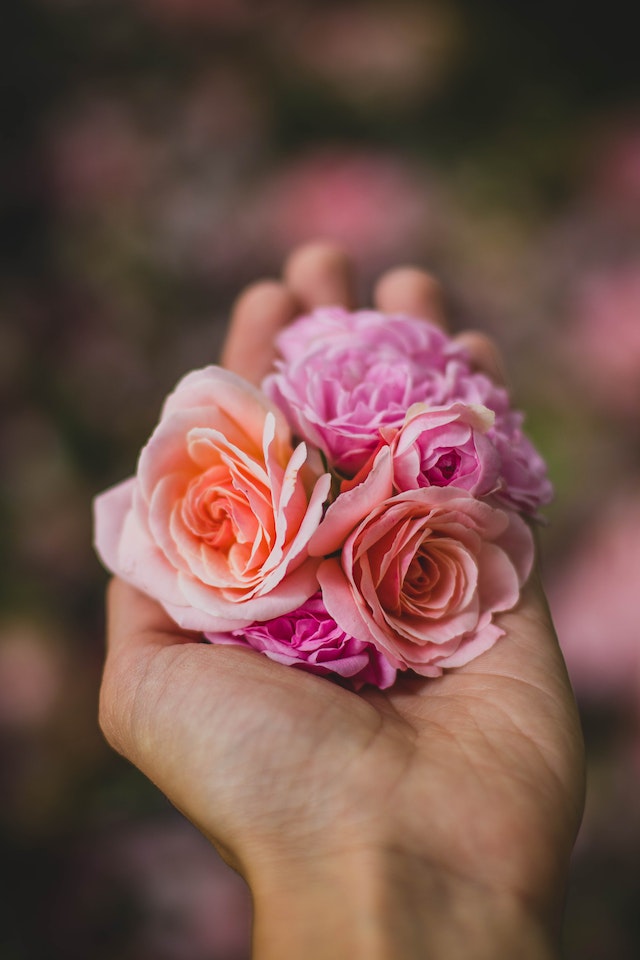 vaso di rose