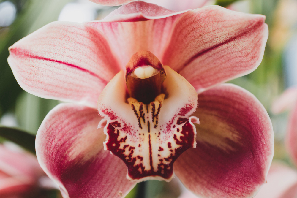 Come far rifiorire le orchidee