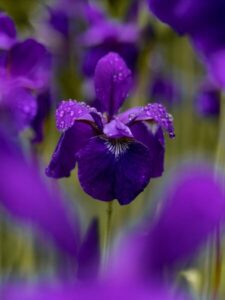 fiore di iris