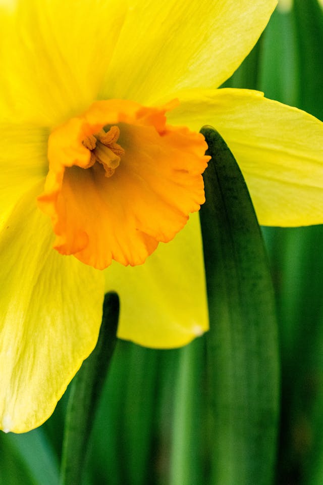 fiori primaverili