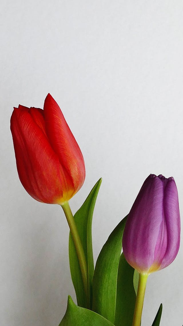 quando piantare i tulipani