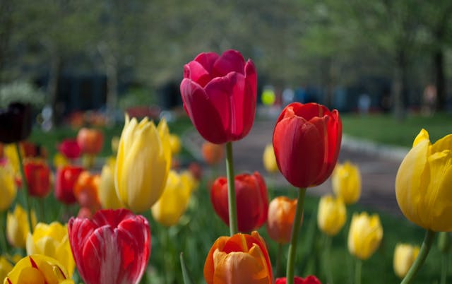 come portare colore con i fiori
