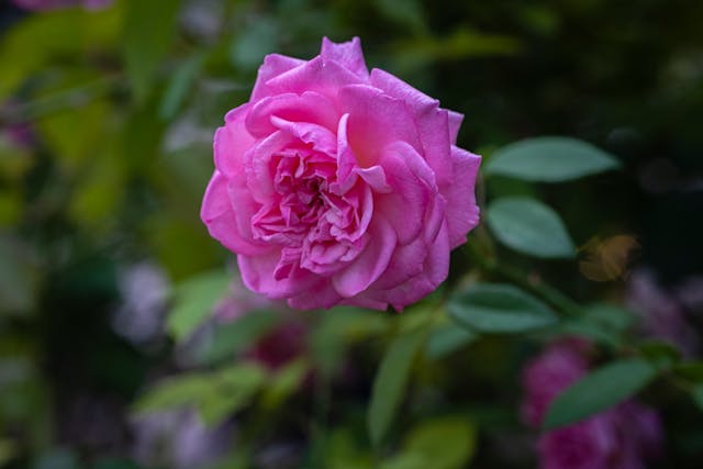 fiori a distanza
