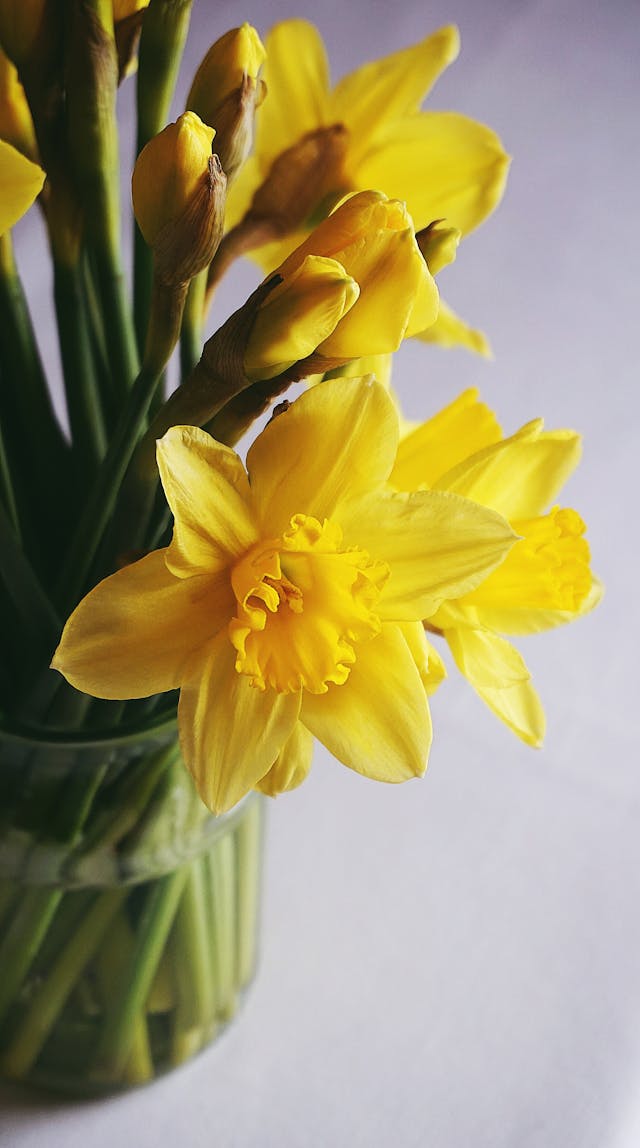 fiori di luglio