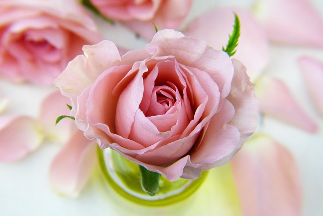 perchè la rosa è il fiore più popolare